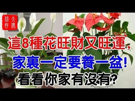 紅掌花風水|【紅掌風水】解密紅掌風水：擺放禁忌、招財位及作用。